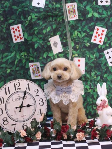 20250411ショコラくん